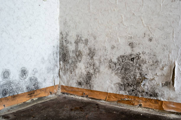 Best Local water damage restoration  in Parkston, SD